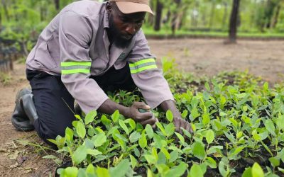 Chimanimani Landscape Restoration Project